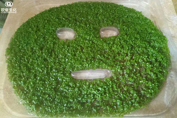 應該如何更好地使用高品質(zhì)海藻面膜-歐泉生化